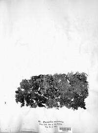 Image of Brodoa intestiniformis